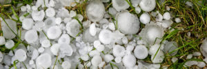 large hail the size of dimes, nickels and quarters lie in grass Advanced Exteriors Denver